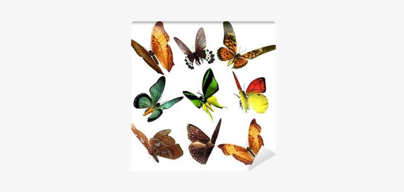 Making The Transition By Larry Fox, transparent png download