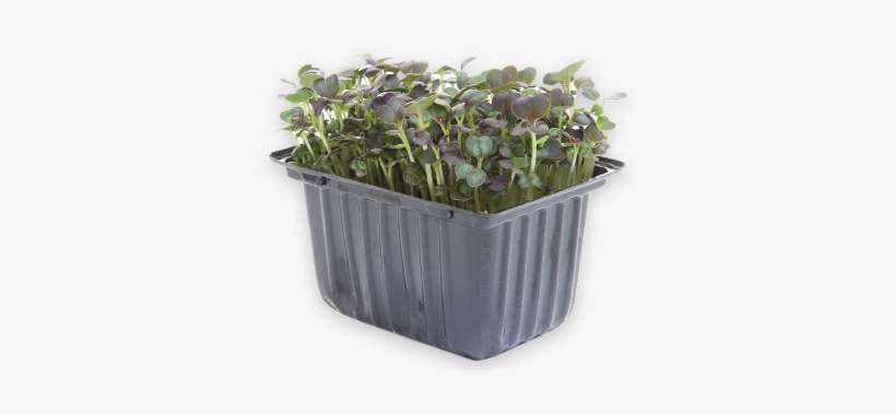Micro Leaf/herb Range - Flowerpot, transparent png download