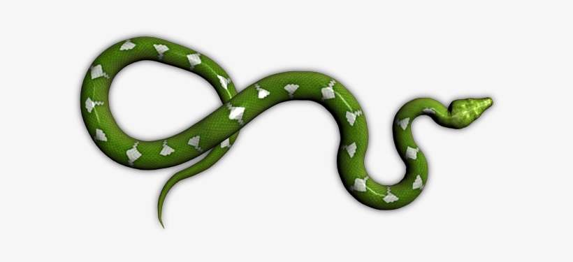 24 Mar 2009 - Green Snake Png, transparent png download