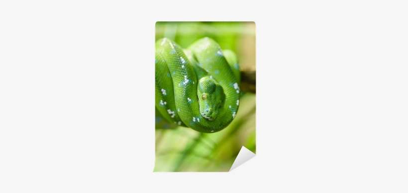 Green Tree Python PNG Image | Transparent PNG Free Download on SeekPNG