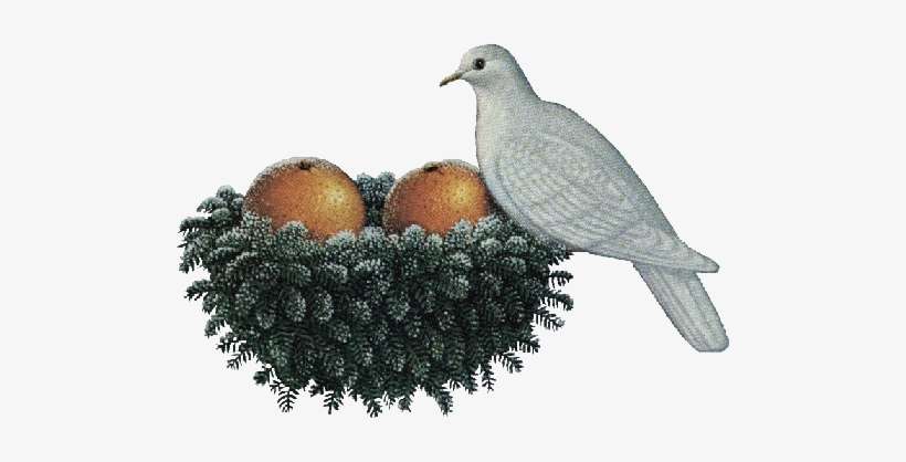 Oiseaux Noel - Christmas Day, transparent png download