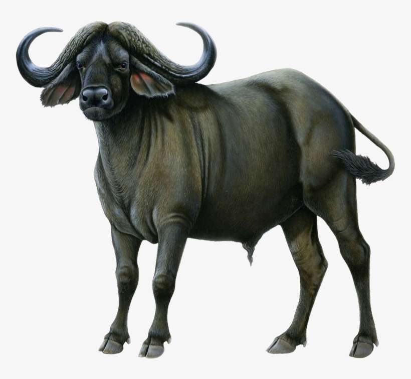 Water Buffalo Silhouette, transparent png download