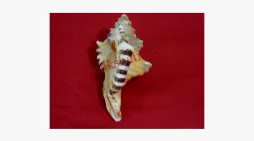 Conch, transparent png download