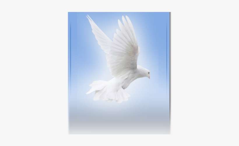 Site Image, transparent png download