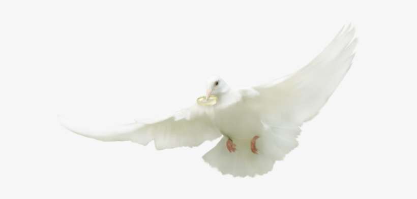 Pigeons And Doves, transparent png download