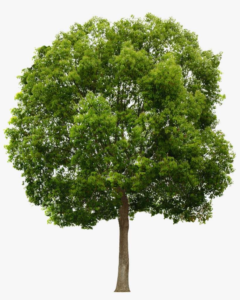 Tree Free Png, transparent png download