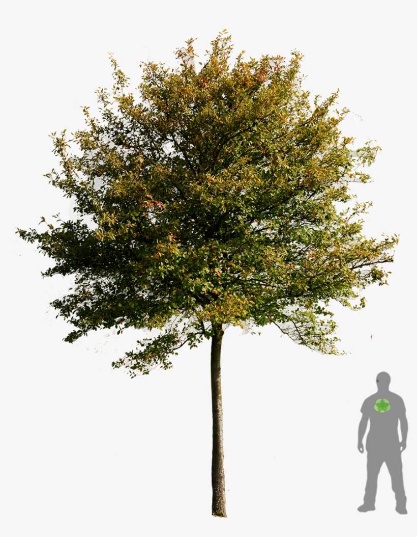 Kupfer Felsenbirne - Png Pictures Of Tree, transparent png download