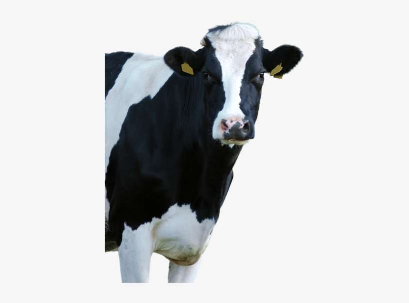 Making The Difference - Cow Head Png, transparent png download