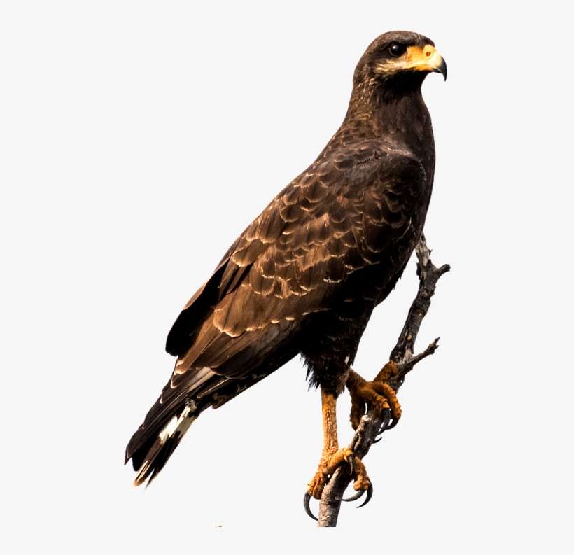 Eagle, Cuba, Bird, Raptor, Caribbean, Predator - Eagle Sitting Png, transparent png download