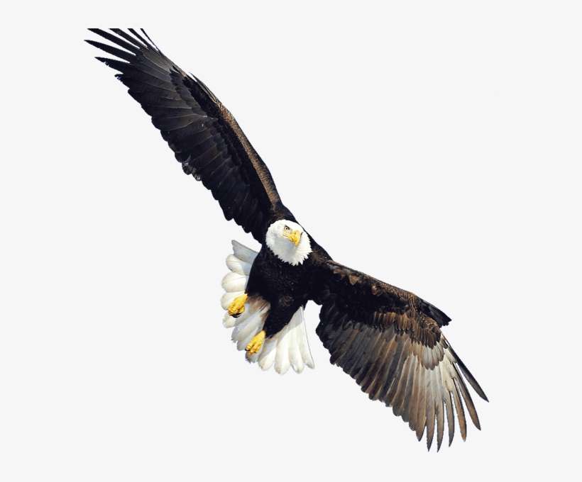 Eagle - Bald Eagle Transparent, transparent png download