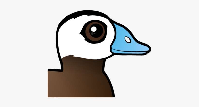 About The White-headed Duck - White-headed Duck, transparent png download