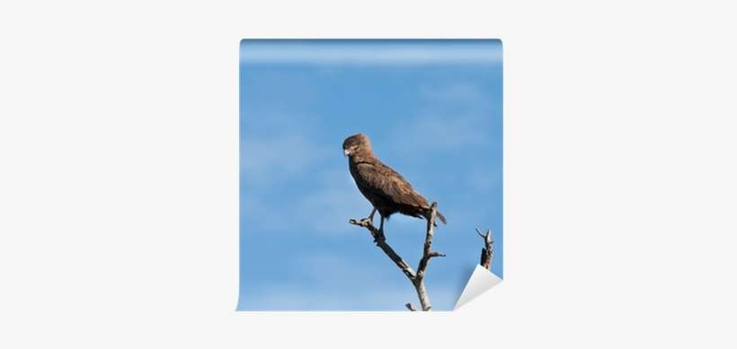 Brown Snake Eagle Sitting In A Tree Wall Mural • Pixers® - Brown Snake Eagle, transparent png download