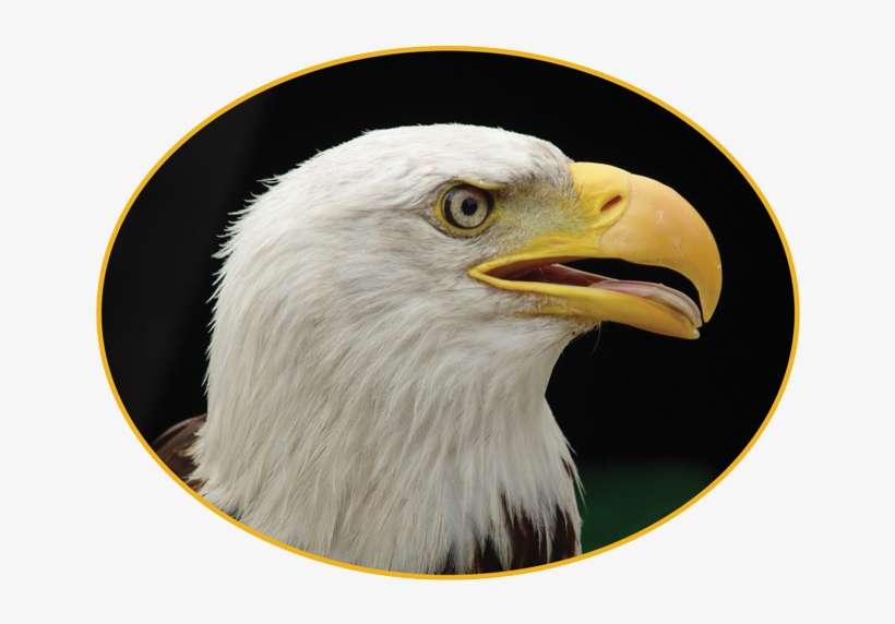 Hartman / Homepage - Bird Of Prey, transparent png download