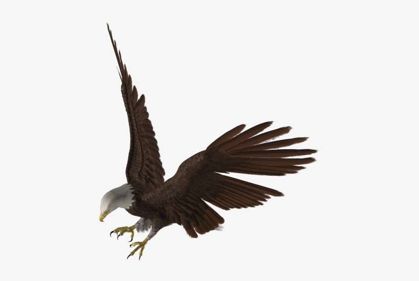 Eagle - Eagle Silhouette, transparent png download