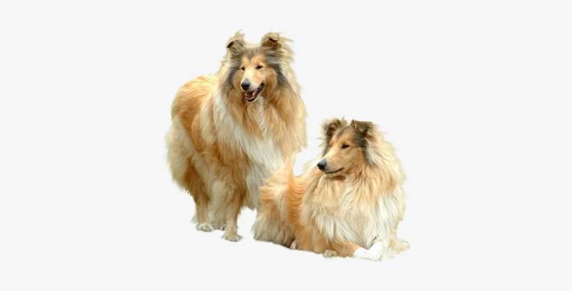 Share This Image - Gif Con Movimiento Animadas De Mascotas, transparent png download