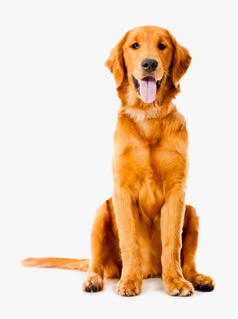 Golden Retriever Png Background Photo - Golden Retriever No Background, transparent png download