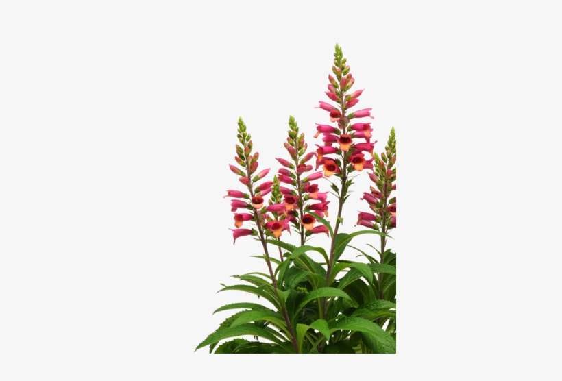 Perennial Young Plants - Stauden Png, transparent png download