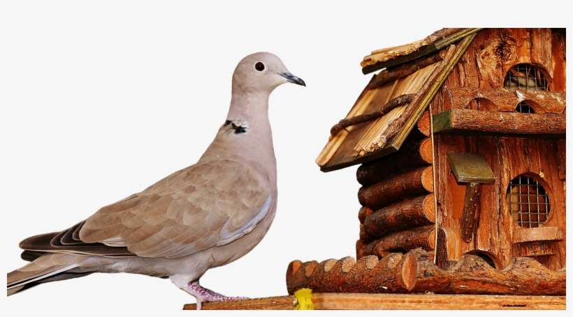 Pigeons - Bird, transparent png download