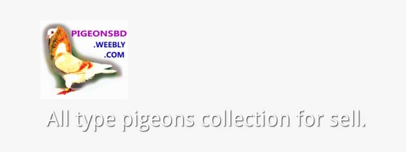 Pigeons And Doves, transparent png download
