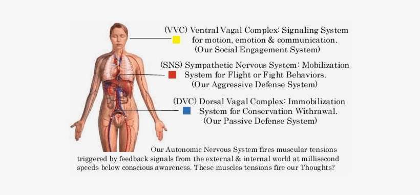 Vagus - Polyvagal Theory, transparent png download