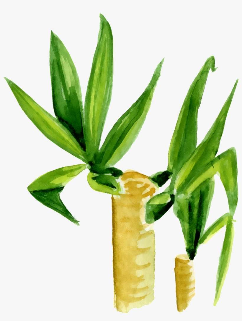 Hand Painted Two Green Plants Png Transparent - Plants, transparent png download