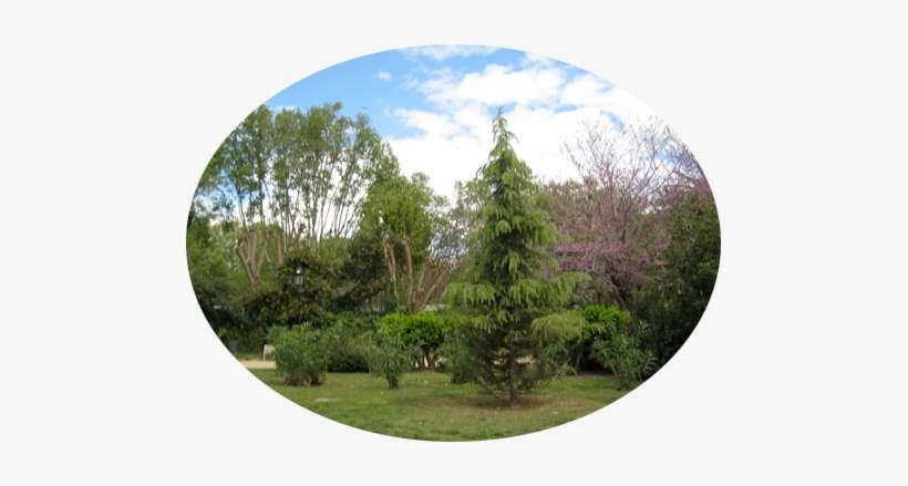 Portable Network Graphics- Png - Shortstraw Pine, transparent png download