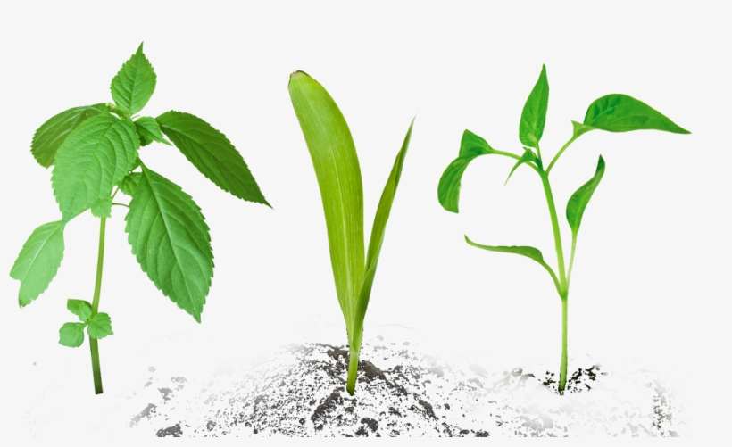 Small Plant, transparent png download