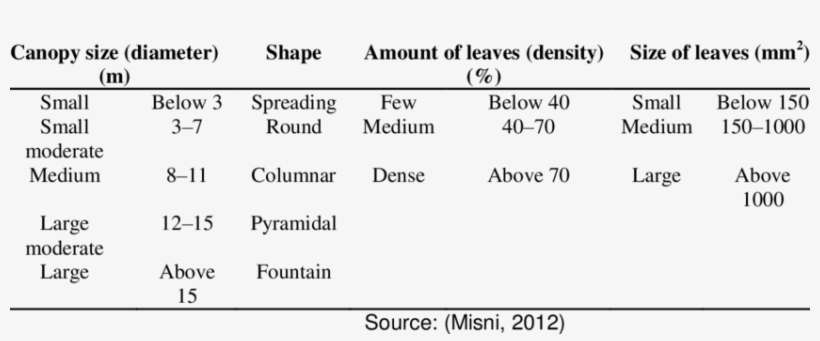 Canopy Size, Shape, And Amount And Size Of Leaves Of - Tabela De Preço Calçado Exportação, transparent png download