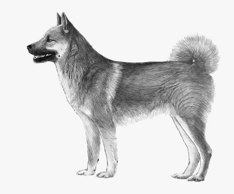 Hälleforshund - Husky American Shepherd, transparent png download