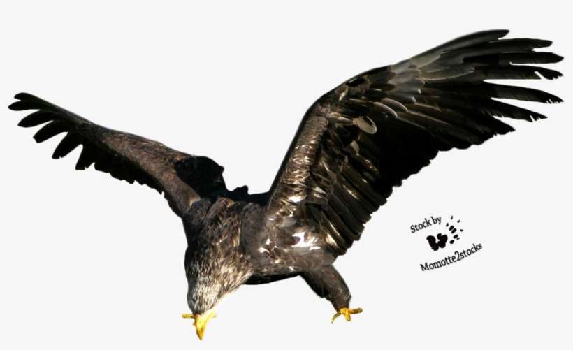 Eagle Png - Eagle Stocks, transparent png download