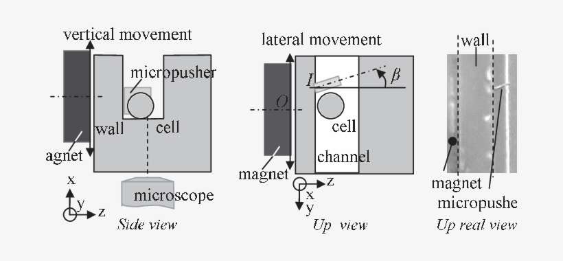 Magnetic Cell Micropusher Principle - Diagram, transparent png download