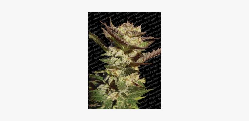 Paradise Seeds / Fem 5 Pack / Durga Mata - Durga Mata, transparent png download