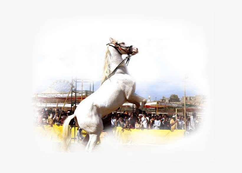 About Chetak Festival - Stallion, transparent png download