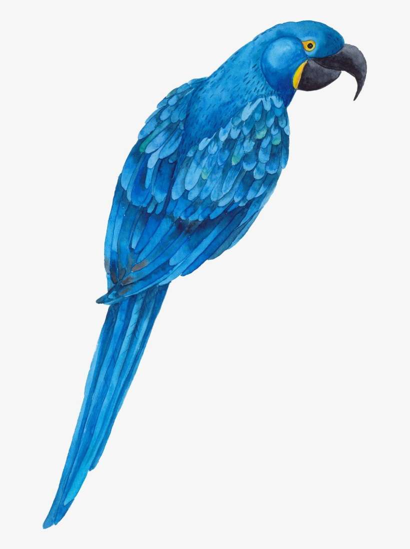 Blue Parrot Png Transparent Image Parrot Png Image Transparent Png Free Download On Seekpng