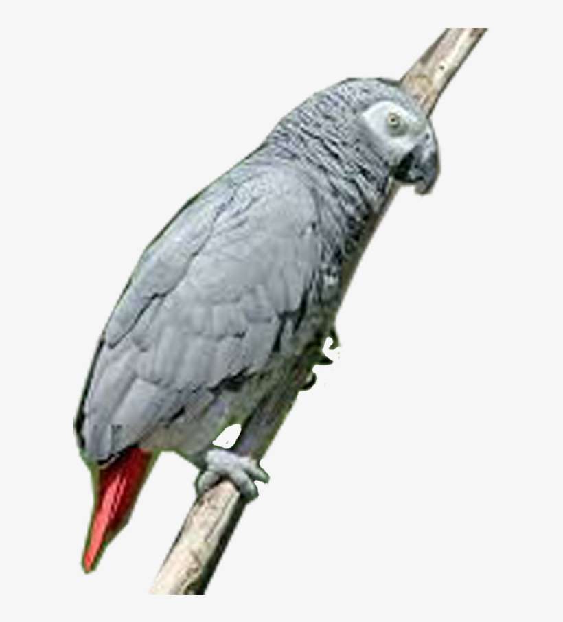 Download All Parrots Png Images And Transparent's To - Parrot, transparent png download