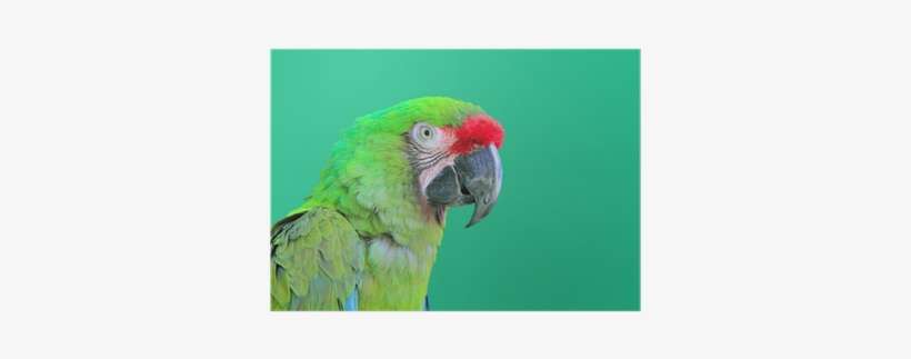 Ara Militaris Military Macaw Green Parrot Poster • - Animals Of The Rainforest, transparent png download
