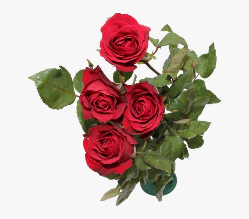 Red Rose Flower Red Rose Flower - Floribunda, transparent png download