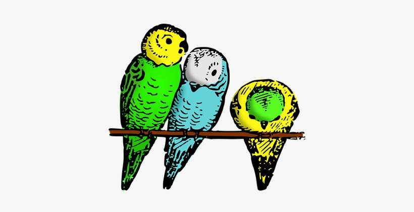 Animal Bird Budgie Lutz Parakeet Bird Bird - Parakeets Clipart, transparent png download