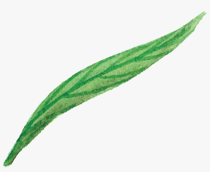 Green Flower Leaf Cartoon Png Transparente - Leaf, transparent png download