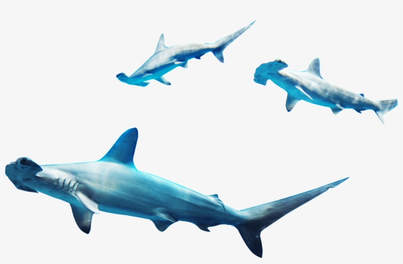 Three Sea Fish Png Element - Shark, transparent png download