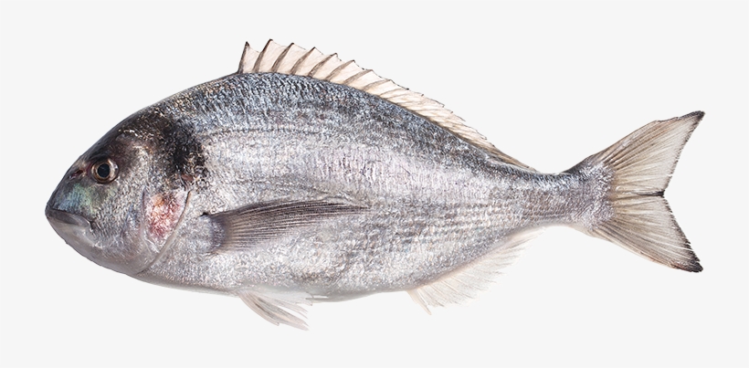 Widgetkit Popover Widget - Snapper, transparent png download