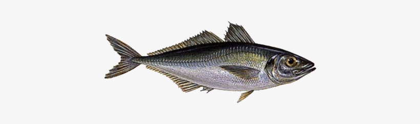 Fish - Horse Mackerel Fish, transparent png download