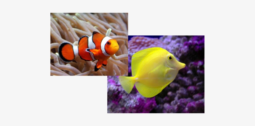 Fish At The Sea, transparent png download