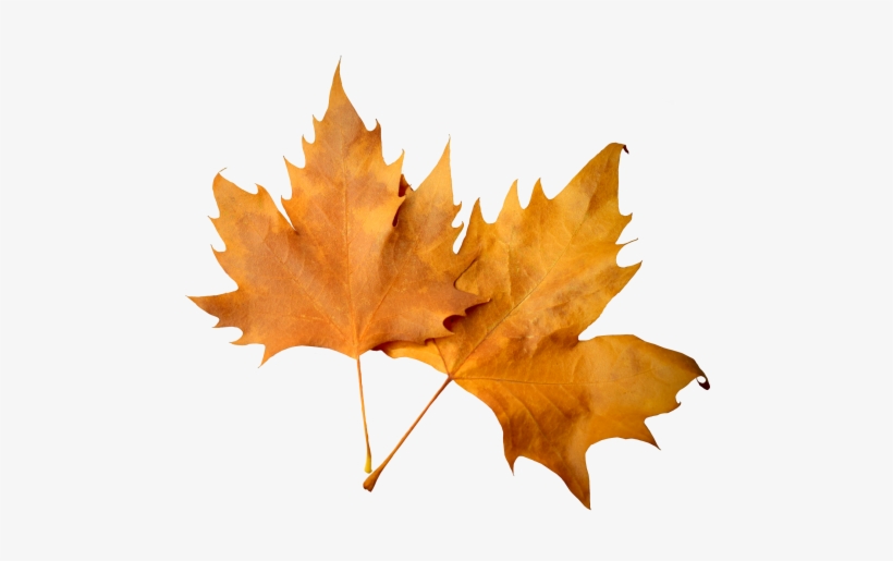 Autumn Leaf Png Image - Transparent Background Fall Leaves Png, transparent png download