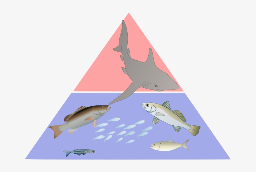 The Umbrella Of Diversity Includes Several Different - Word, transparent png download