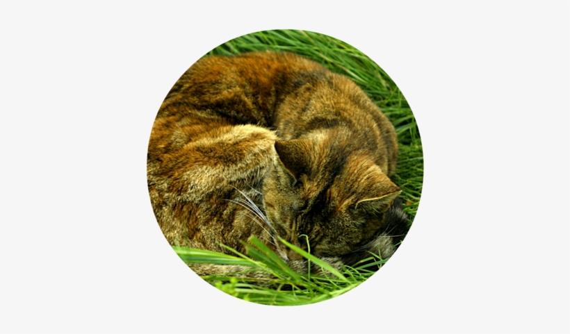 Tabby Cat Asleep In Grass - Domestic Short-haired Cat, transparent png download