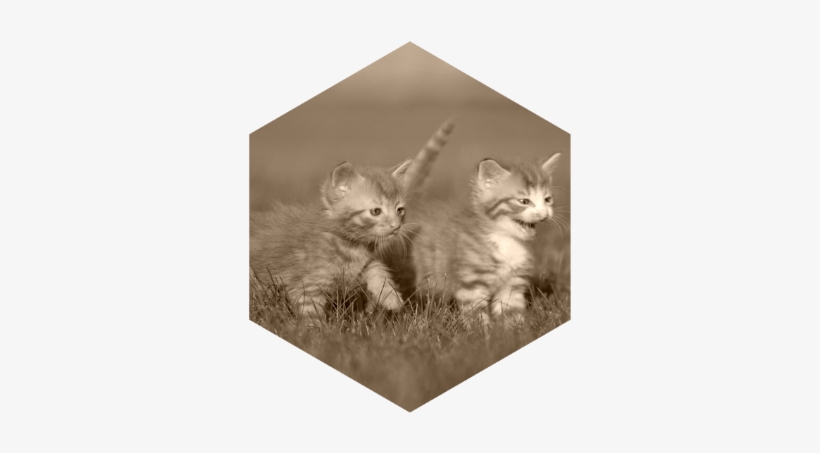 Cat Cat Guide Two Young Kittens Playing Together Outside - Cat, transparent png download