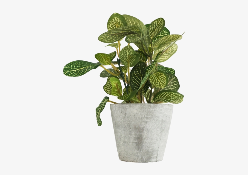 Potted Green Yellow Leaf 16cm - Plants, transparent png download