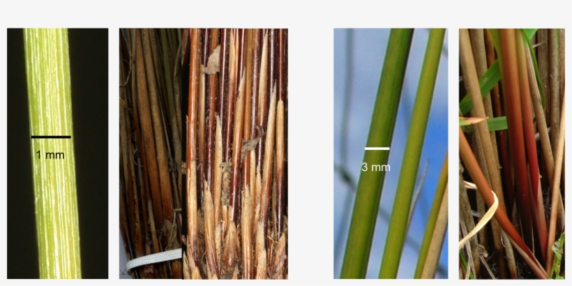 Download Original Image - Plywood, transparent png download