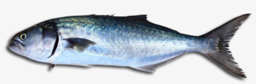 Its Flesh Is Supremely Oily, With Deep, Rich Flavor - Blue Fish Cooking, transparent png download